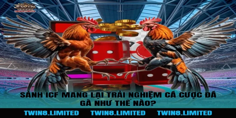 Sảnh ICF mang lại trải nghiệm cá cược đá gà như thế nào?