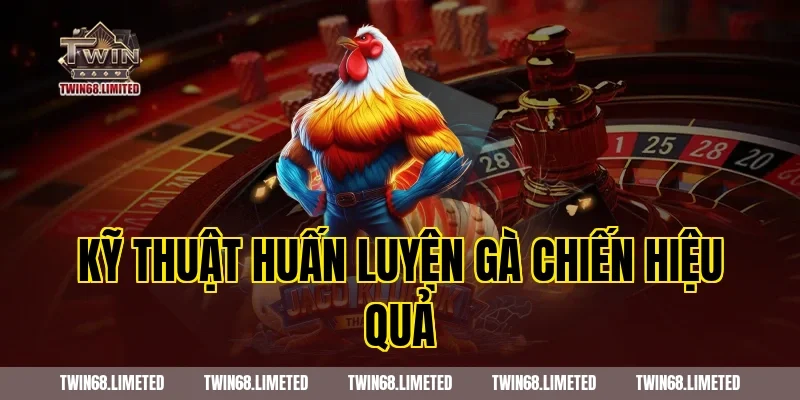 Kỹ thuật huấn luyện gà chiến hiệu quả
